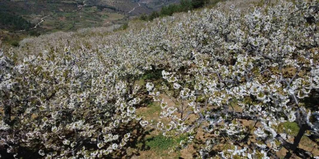 800 bin ağaç çiçek açtı: Bu yıl 20.000 ton rekolte bekleniyor 4